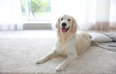 Beyond Clean: Expert Guide to Achieving Fresh-Smelling Carpets